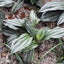 [Rhizome]Calanthe argenteostriata 銀帶蝦脊蘭 [Wishlist]