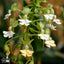 [Rhizome]Calanthe argenteostriata 銀帶蝦脊蘭 [Wishlist]