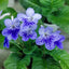 [Bare-root] Streptocarpus 'Blue Ice' 帝伯利堇兰 [Wishlist]