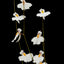 [Bare-root] Utricularia laciniata裂叶狸藻 [Wishlist]