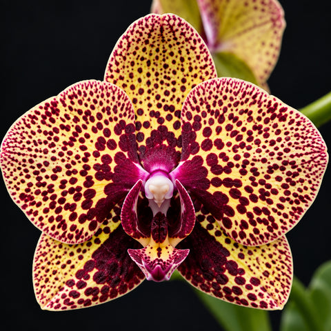 [Bare-root][Import AS-IS] #PA# Phal. I-Hsin Yellow Leopard (PF-4890) [1.7" NBS][Oct Preorder 26]