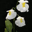 [Bare-root] Utricularia alpina 高山狸藻(附生) [Wishlist]