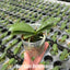 [Bare-Root] Phal. Evarise Blue Angel 迷你藍天使 [Wishlist]
