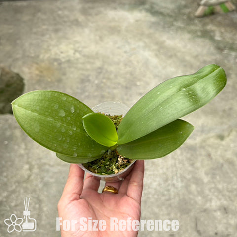 [Bare-Root] Phal. Meidarland Kaiulani 'Fashion' 時尚的凱烏蘭妮 [Wishlist]