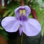[Bare-root] Utricularia nelumbifolia 荷叶狸藻(附生) [Wishlist]