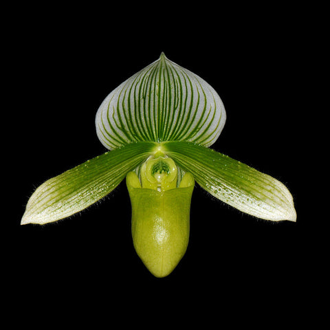 [Bare-root]Paph.YY Green Coral 綠珊瑚 [Feb Preorder]