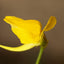 [Bare-root]Utricularia laxa 疏松狸藻 [Wishlist]