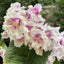 [Bare-root] Streptocarpus ‘UA-Zakat’日落堇兰 [Wishlist]