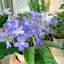 [Bare-root] Streptocarpus 'Falling Stars' 陨星堇兰 [Wishlist]