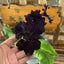 [Bare-root] Streptocarpus 'DS Black Magic' 堇兰黑袍 [Wishlist]
