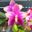 [Bare-Root] Phal. Meidarland Kaiulani 'Apple' 凱烏蘭妮 '蘋果' [Wishlist]