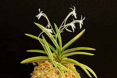 V. falcata gojoufukurin