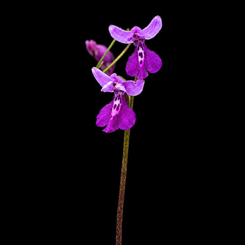 [Bulb] #TO# Hemipilia brevicalcarata [Oct in stock 26]