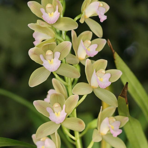 Cym. Sweetheart 'Spring Pearl'