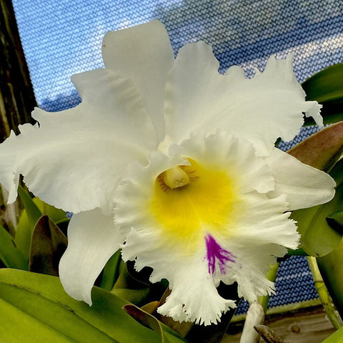 Rlc. Mount Hood 'Mary' AM/AOS
