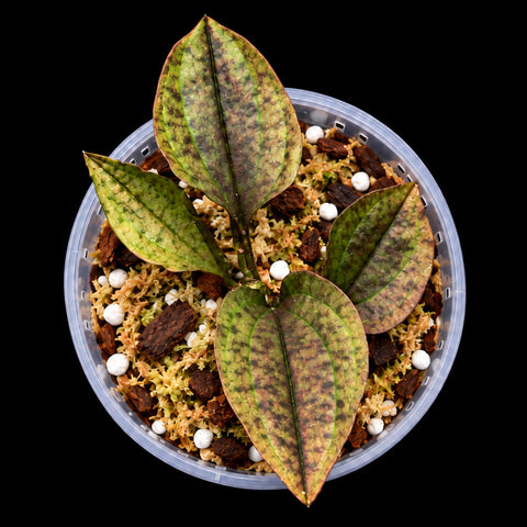 [Bare-root] #JO# Nephelaphyllum pullcrum [1.7" Cutting][Oct in stock 26]