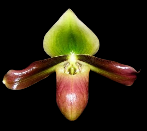 [Bare-root]Paph. mastersianum 馬氏[May Paph Preorder]