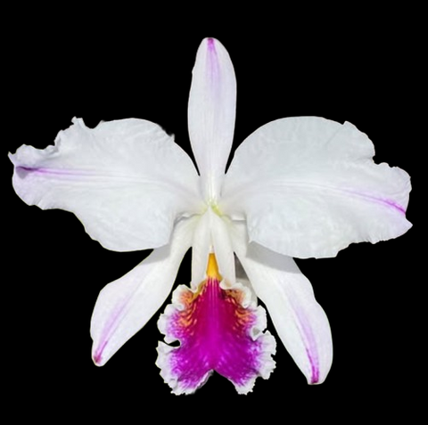 [Bare-root]C. mossiae f. semi alba striata 半白莫西插角 [Aug Special Order]