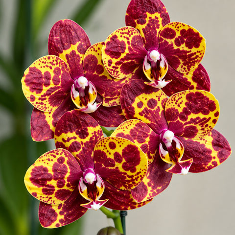 [Bare-root][Import AS-IS] #PA# Phal. GW Green World 'Snakeskin' (PF-9975-1) [1.7" NBS][Oct Preorder 26]