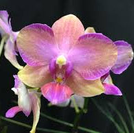 [Bare-root][Import AS-IS] #PA# Phal. Taisuco Jasper (PF-0920) [1.7" NBS][Oct Preorder 26]