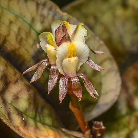 [Bare-root] #JO# Nephelaphyllum pullcrum [1.7" Cutting][Oct in stock 26]