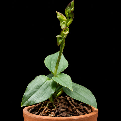 [Bare-root] #JO# Goodyera viridiflora [1.7" Cutting][Oct in stock 26]
