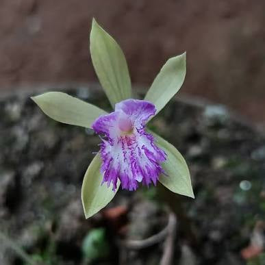 [Bulb] #TO# Nervilia crociformis [Oct in stock 26]
