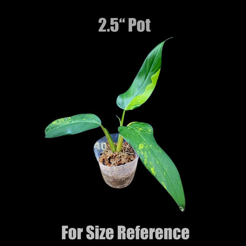 [Bare-root]Philodendron domesticum variegata 芒果奶昔蔓綠絨 [Wishlsit]