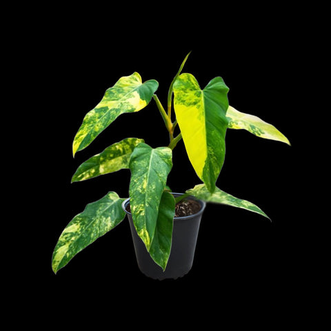 [Bare-root]Philodendron domesticum variegata 芒果奶昔蔓綠絨 [Wishlsit]