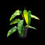 [Bare-root]Philodendron domesticum variegata 芒果奶昔蔓綠絨 [Wishlsit]