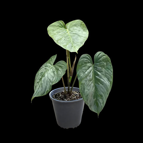 [Bare-root]Philodendron Majestic 威嚴蔓綠絨 [Wishlsit]