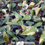 [Bare-root]Philodendron Strawberry Shake 草莓奶昔蔓綠絨 [Wishlsit]