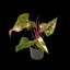 [Bare-root]Philodendron Strawberry Shake 草莓奶昔蔓綠絨 [Wishlsit]
