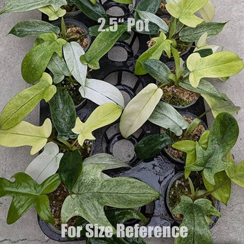 [Bare-root]Philodendron Florida Ghost 幽靈蔓綠絨 [Wishlist]