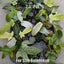 [Bare-root]Philodendron Florida Ghost 幽靈蔓綠絨 [Wishlist]