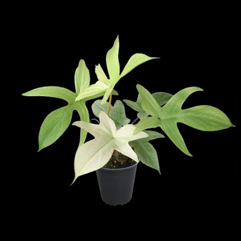 [Bare-root]Philodendron Florida Ghost 幽靈蔓綠絨 [Wishlist]