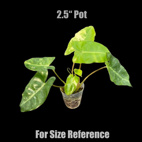 [Bare-root]Philodendron Burle Marx Variegated 斑葉獨角獸蔓綠絨 [Wishlist]