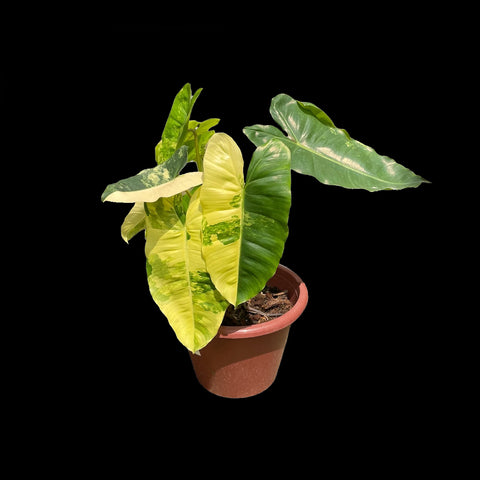 [Bare-root]Philodendron Burle Marx Variegated 斑葉獨角獸蔓綠絨 [Wishlist]