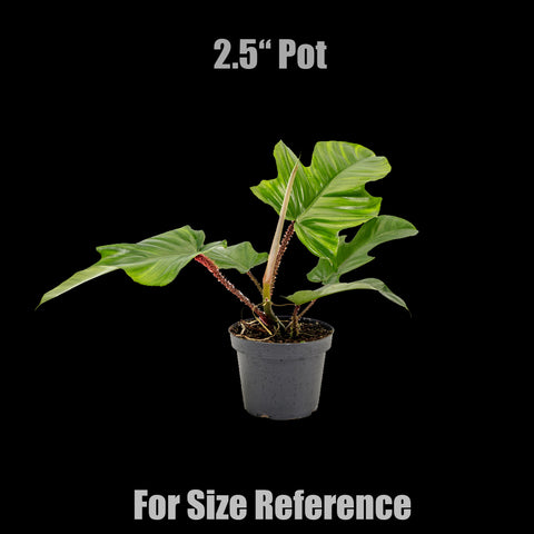 [Bare-root]Philodendron squamiferum 紅毛鱗葉蔓綠絨 [Wishlsit]