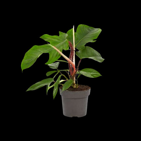 [Bare-root]Philodendron squamiferum 紅毛鱗葉蔓綠絨 [Wishlsit]