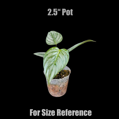 [Bare-root]Philodendron sodiroi 索多蕊蔓綠絨 [Wishlsit]