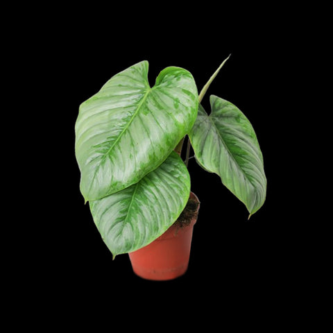 [Bare-root]Philodendron sodiroi 索多蕊蔓綠絨 [Wishlsit]