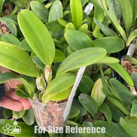 [Bare-root]Cattleya trianaei 'coerulea' 藍特里 [Oct in Stock]