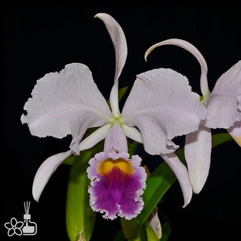 [Bare-root]Cattleya trianaei 'coerulea' 藍特里 [Oct in Stock]