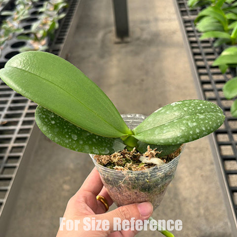 [Bare-root] Phal. Spring Sakura 春櫻物語 [Oct Preorder 25]