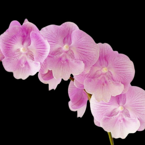 [Bare-root] Phal. Spring Sakura 春櫻物語 [Oct Preorder 25]