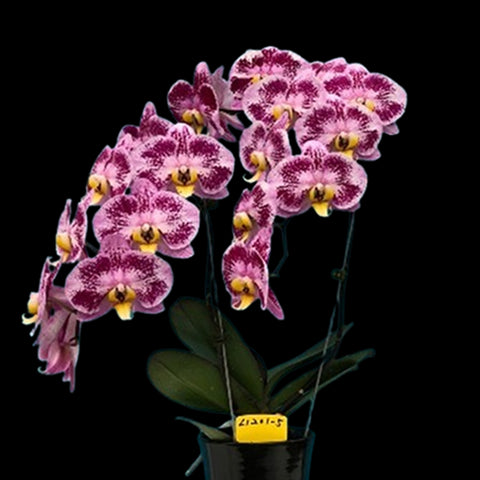 [Bare-root] Phal. Harck Purple Queen 哈克紫皇后 [Oct Preorder 25]