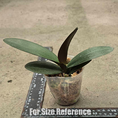 [Bare-root] Phal. Harck Purple Queen 哈克紫皇后 [Oct Preorder 25]