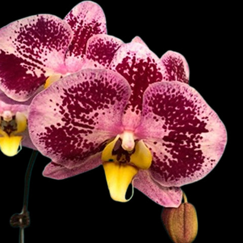 [Bare-root] Phal. Harck Purple Queen 哈克紫皇后 [Oct Preorder 25]