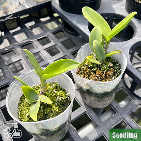 [Bare-root] Rlc. Hawaiian Satisfaction "Romantic" Seedling 羅曼蒂克 [Oct Preorder 25]